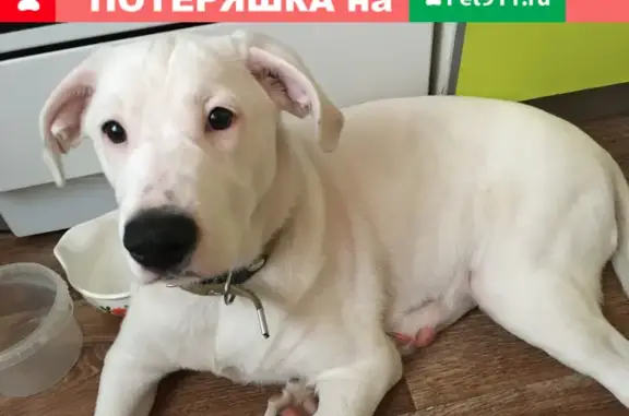 Найдена собака на ул. Минская, Пенза