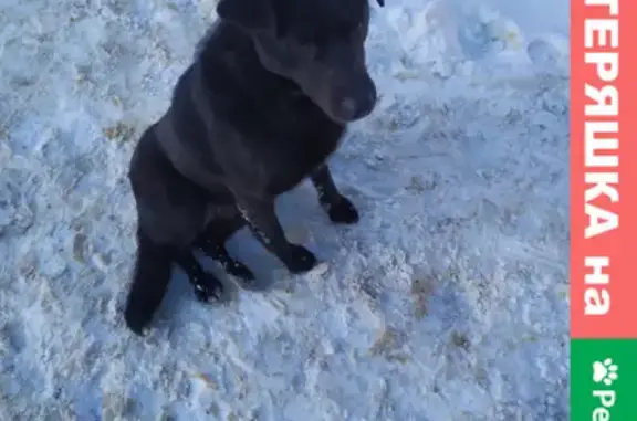 Найдена собака на остановке Комарова в Воронеже