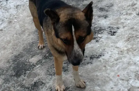 Найдена собака на Ярославском шоссе в Москве