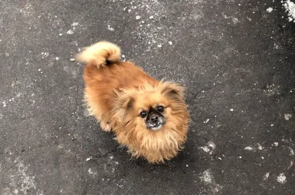 Найдена собака на улице Свободы, Южное Тушино