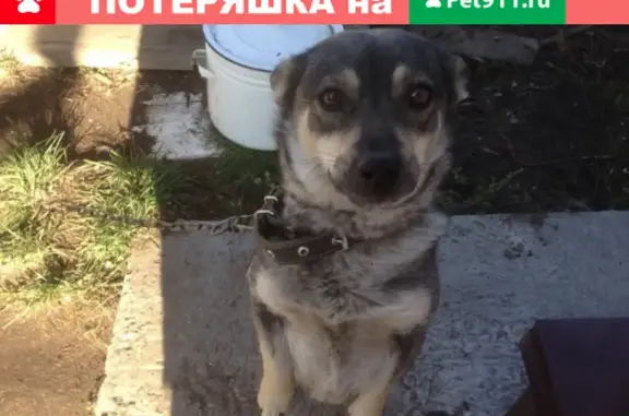 Пропала дворовая собака на улице Ленина, Бийск