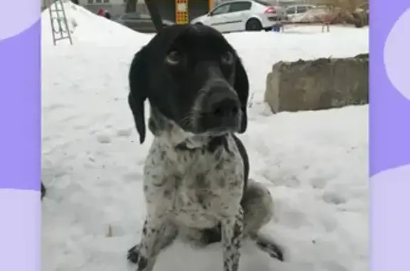 Найдена собака в Тракторозаводском районе г. Волгограда