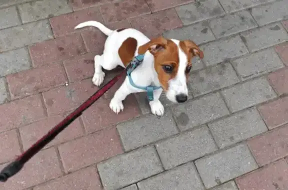 Пропала собака Лео на улице Дронова