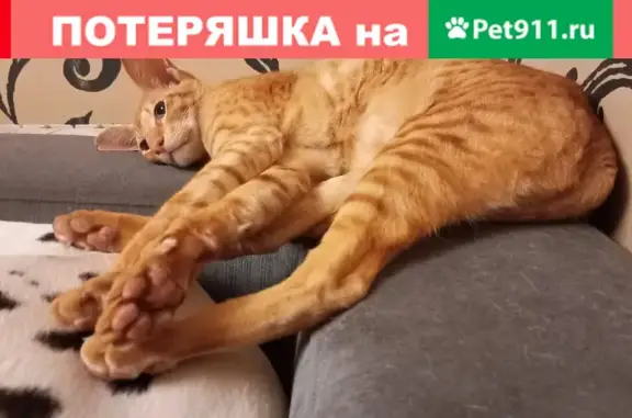 Пропала кошка в Черной речке, вознаграждение 25 тыс. руб.