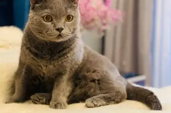 Кошки потеряшки, Санкт-Петербург, фото: Потеряшка серая британская кошка с диабетом: 17 линия ВО, дом 14