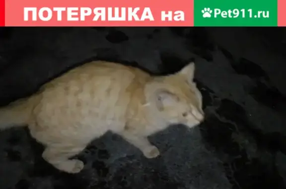 Найден рыжий кот в Москве, Щёлковский проезд