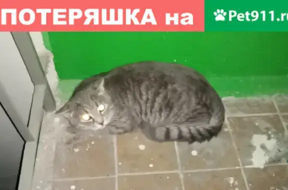 Найдена кошка на улице Мира, 5 в Обнинске