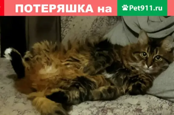 Кошки потеряшки, Ярославль, фото: Потеряшка кот Тиграша, адрес: Мурманский проезд д.5.
