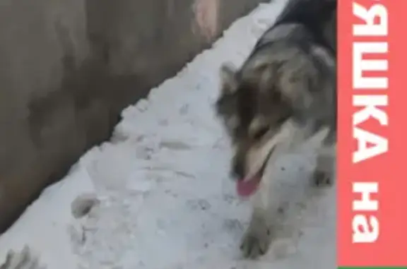 Потерян пёс возле ЖД вокзала, Иркутск