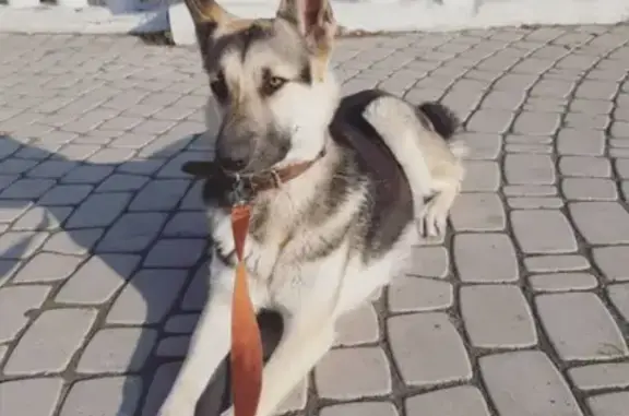 Пропала собака в районе Советской площади, нужна помощь!