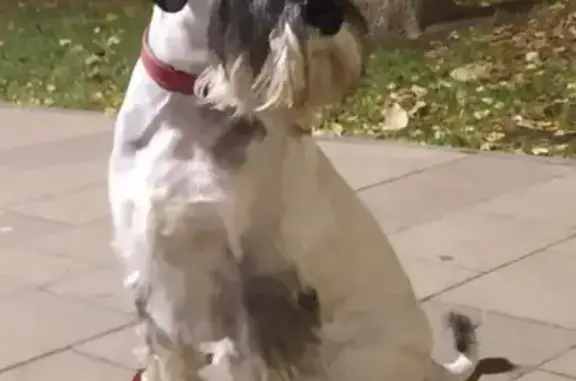 Пропала собака Мира на Карамышевской набережной, Москва