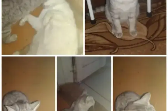 Пропала кошка Масик в Богандинском сельском поселении