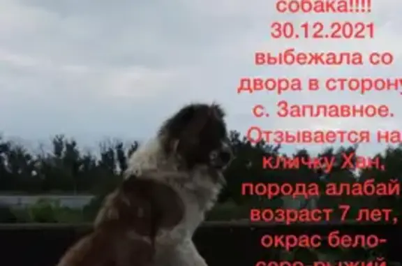 Пропала собака в Заплавненском сельском поселении