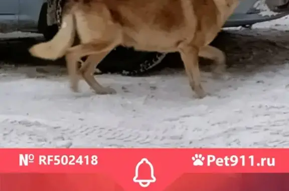 Собака найдена возле пр. Просвещения, 76 к1, СПб.