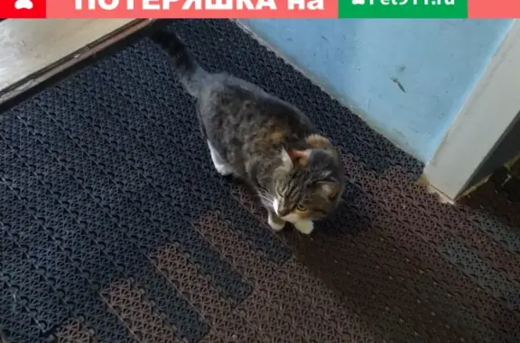 Пропала кошка на Хрустальной, адрес: 5 Металлплощадка