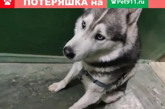 Найдена собака на Минской улице, д.23
