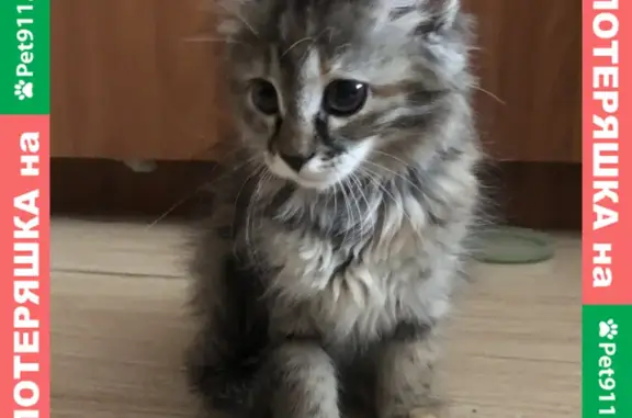 Найдена кошка на Омской, 91 в Челябинске