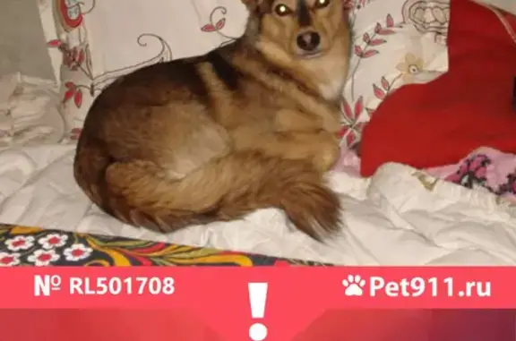 Пропала собака Рыжик в Новоталицком поселении