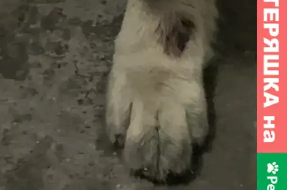 Найдена собака в Красноярске на улице Батурина 5Г