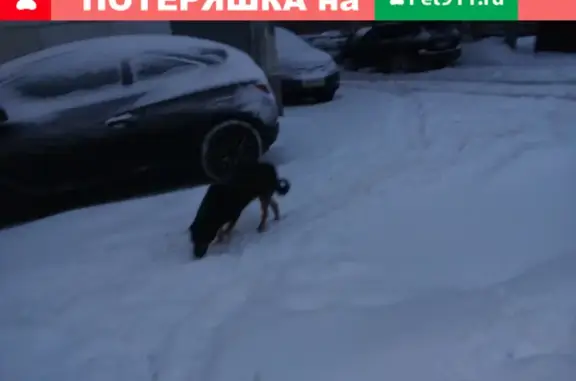 Собака возле дома 4 на Красноармейском пр.