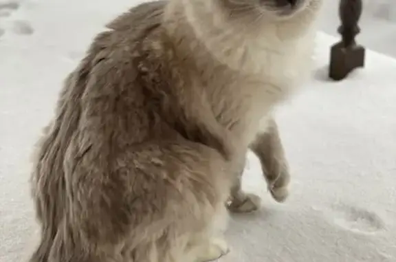 Кошки потеряшки, Санкт-Петербург, фото: Потеряшка кошка на Садовой, 27