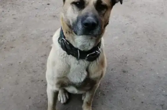 Пропала собака Тарзан в Ивантеевке, МО - помогите найти!