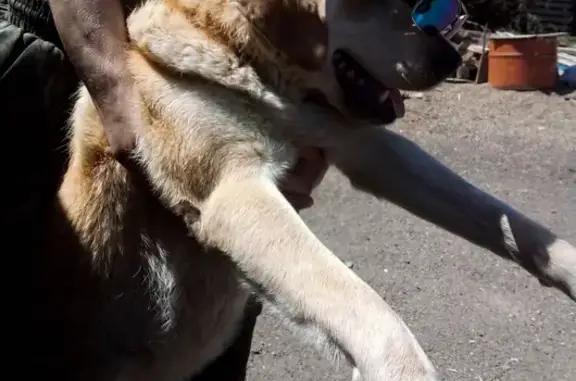 Пропала собака в Науменкове, Северский район, Краснодарский край