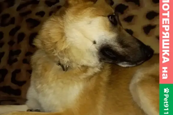 Собаки потеряшки, Тверь, фото: Потеряшка собака по адресу Шмид а, 49, кор2