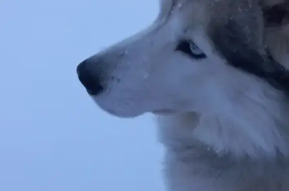 Собака с голубо-кариными глазами на ул. Маршала Василевского, 32, Энгельс