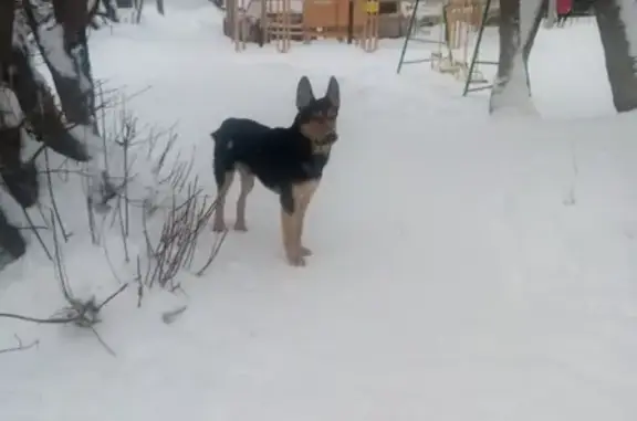 Найден пёс на ул. Горького 117, г. Владимир
