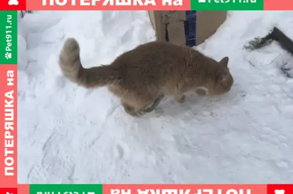 Найдена кошка в Широкой речке, адрес: Хрустальногорская улица, 35 к9