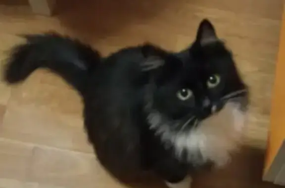 Потерянные животные Москва, фото: Пропала кошка на Новочерёмушкинской, Москва