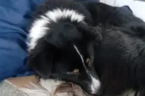 Найдена собака на ул. Б. Хмельницкого, 27 в Челябинске
