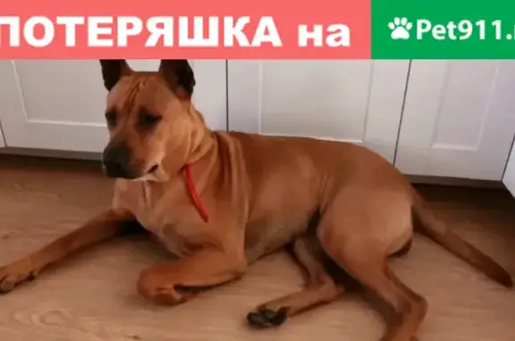 Пропала собака Лесся на улице Столичной, 4 к4