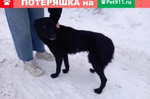 Найдена чёрная собака в Солнечногорском районе