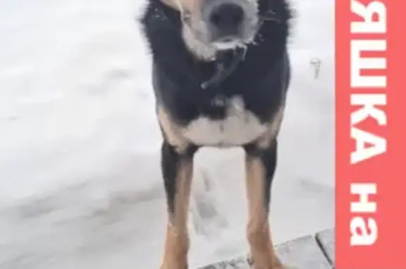 Собака найдена в Ломоносовском р-оне, ул. Сосновая