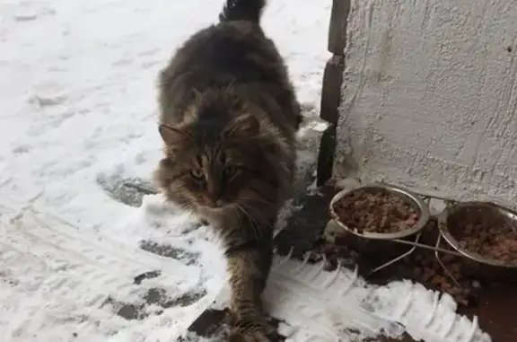 Найдена кошка в Афинеево, Мартемьяново