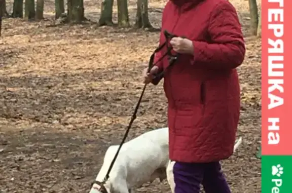 Потерянные животные Липецк, фото: Пропала собака в Парке Победы, номер хозяев на ошейнике