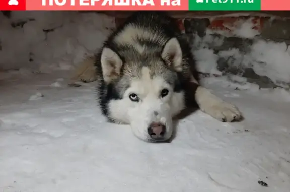 Собака Хаски найдена на Московской, 73, Пенза
