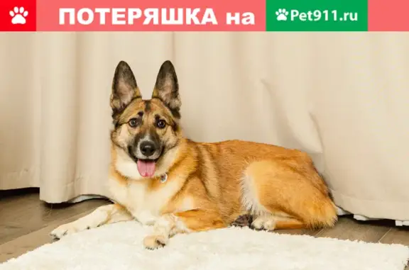 Собаки потеряшки, Петрозаводск, фото: Потеряшка собака Ника, район Кукковка, Петрозаводск