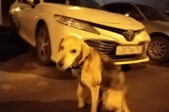 Найдена пожилая пятнистая собака на улице Скачкова, 46