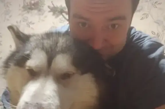 Объявления о пропавших и найденных животных, Новокузнецк, фото: Пропала собака Скиф на Ноградской, Новокузнецк