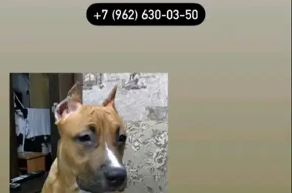 Объявления о пропавших и найденных животных, Ульяновск, фото: Пропала собака Ясмина на пр-те Гая, Ульяновск