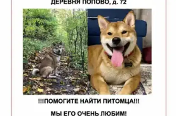 Пропала собака сиба-ину в деревне Попово