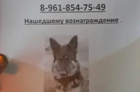 Пропала собака Добрый в Индустриальном Краснодара