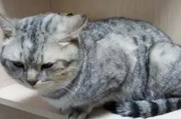 Найдена кошка в заводском районе Пензы, ищу хозяина