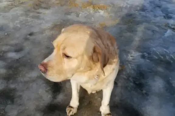 Собака Лабрадор найдена в Белгороде, ул. Мичурина