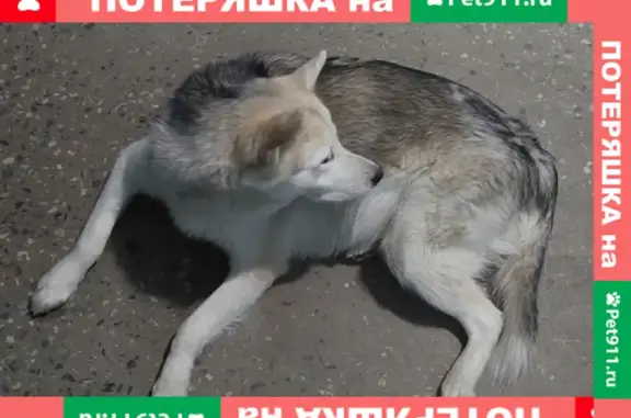 Собака на Древлянке, ул. Древлянка 12 к1, Петрозаводск.