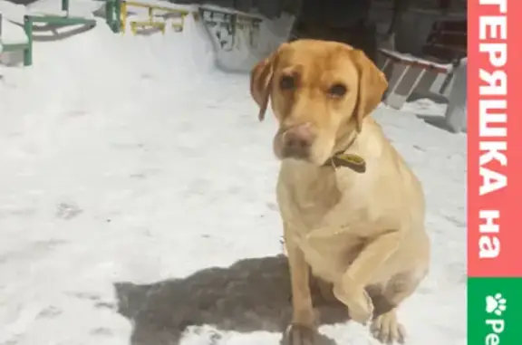 Найдена собака на улице Шишкова, 4 к1, Нижний Новгород
