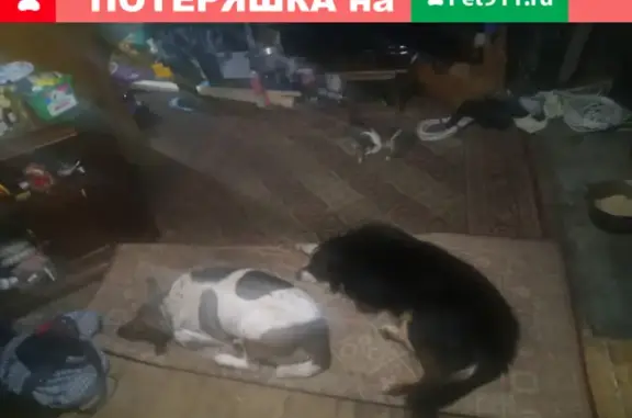 Пропала собака Бади в Переславле-Залесском, телефон для связи 89012709519